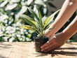 © Ivan - Hands tending healthy green houseplant on wooden table