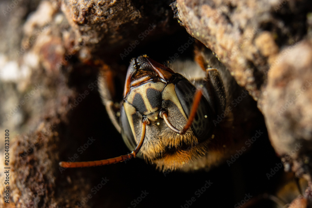 Photo Stock Macro of native stingless bees (Melipona grandis) in Amazon ...