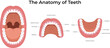 © Ashikul - Anatomy of Human Teeth Illustration Set Design Vector