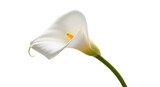 A Calla Lily Flower with Transparent Background for Graphic Design