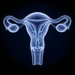 © Siratgallery - Female reproductive system, human uterus anatomy, medical illustration, blue transparent
