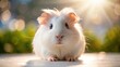 © udomsak - A photo of a fluffy white guinea pig with large round eyes looking intently at a pristine white background
