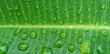 © Putu - Close-up of Fresh Water Droplets on a Vibrant Green Leaf After Rain