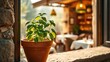 © IroHa - A terracotta pot with a thriving basil plant on a sunlit stone windowsill overlooking a cozy trattoria.