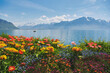 © annanahabed - Colorful spring flowers by Lake Geneva in Montreux Switzerland with alpine mountains and clear blue water, vibrant garden in bloom under sunny sky, peaceful scenic travel landscape