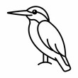 © MDFERDOUS - Black and white kingfisher bird perched on a branch