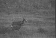 © swkrullimaging - Mule Deer Herd