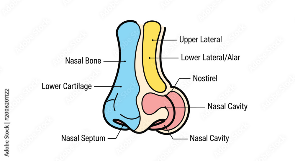 Detailed Diagram of Human Nose Anatomy with Labels. Stock Vector ...