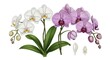 © MdShahrier - Beautiful orchid flower bouquet with green leaves on white background.