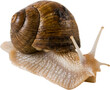 © cooperr - Snail crawling on a flat surface in a simple setting during daylight hours with natural light shining on its shell