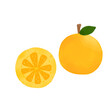 © Adzani - Orange illustration
