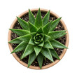 © RatulIslam - Top view of vibrant green aloe vera plant in terracotta pot