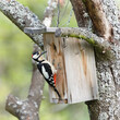 © czjonyyy - Great Spotted Woodpecker (Dendrocopos major) attacking a nest box to reach tit chicks — common species in the Czech Republic