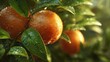 © Aisha - close-up oranges among fresh leaves, dew drops on leaves, soft sunlight, high detail, realistic colors