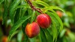 © Aisha - fresh peaches peeking through green leaves, close-up shot