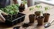 © Oto - Hands in gloves planting young green tomato seedlings in pots