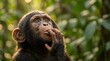 © Dilhani - Ultra-Realistic Close-Up Baby Chimpanzee with Playful Thinking Gesture and Warm Golden Backlight in Rainforest Documentary Wildlife Portrait