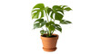 © arif - Monstera deliciosa in terracotta pot isolated on transparent background