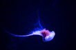 © Ben - Glowing bioluminescent jellyfish swimming in deep blue water