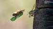 © fotofrank - Leafcutter bee (Megachile) in flight carrying a cut leaf piece to a nesting hole in wood