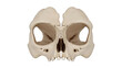 © soniya - Frontal view of a primate skull showing large eye sockets, nasal cavity, and teeth structure isolated on a solid black background