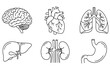 © Zainatun - Human internal organ icons line art set with brain heart and lungs