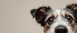© Thanadol - Cute curious dog close up with copy space, adorable pet portrait with soft neutral background