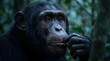 © Dilhani - Close-Up Chimpanzee Portrait with Fingers on Lips – Reflective Gaze in Cool Forest Shadows, Moody Cinematic Wildlife Photography, Ultra-Detailed Fur, 8K Realism