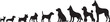 © BeCoolOk - Silhouettes of diverse dog breeds arranged by size, from small to large, on a white background, also transparent background