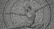 © mus - Intricate human form with ornamental patterns in black and white design