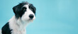 © DMegias - Scruffy black and white puppy gazing at camera on bright blue studio background with ample copy space for banner or ad