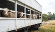 © Muh - Cattle being transported in a livestock trailer on a rural road.