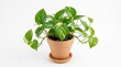 © Sania - Money plant with heart shaped leaves isolated on white background indoor houseplant natural greenery home decor botanical concept