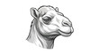© SyedZahedul - Illustration of a camels head in a cartoon style