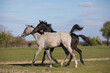 © kubikactive - Zabawa młodych koni na wiosennym pastwisku