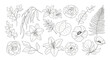 © na - Collection of Hand Drawn Botanical Illustrations of Flowers and Leaves.