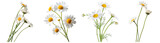 Fresh and vibrant white daisy flowers with bright yellow centers in various arrangements.