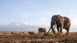 © Moritz Wolf/imageBROKER - African elephant (Loxodonta africana) with Kilimanjaro, the famous Super Tusker elephant Craig, old male with long tusks, evening light, Amboseli, Kajiado County, Kenya