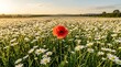 © Katsiaryna - Conceptual scene of one red poppy among white daisies symbolizing individuality in golden light