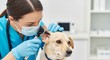 © Jafree - Veterinarian examining dog's ear with otoscope in modern animal clinic. concept of pet care, veterinary medicine, canine health check, copy space