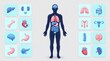 © MdAbdullahAl - Human body anatomy diagram with internal organ icons