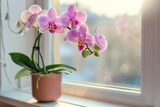 Orchid flower in pot on windowsill, beautiful tropical phalaenopsis, orchid on blurred background