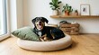 © Panuwat - Black tan dog lying beige round bed room Cute cocker spaniel