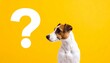 © Nisar Ahmad Khan - Curious Jack Russell Terrier Beside Large White Question Mark Against Bright Yellow Background Symbolizing Inquiry and Seeking Answers