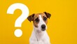 © Nisar Ahmad Khan - Curious Jack Russell Terrier Beside Large White Question Mark Against Bright Yellow Background Symbolizing Inquiry and Seeking Answers