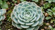 © Coosh448 - Succulent with a raindrop nestled in its center, botanical macro with fresh moisture, geometric rosette form and soothing nature detail for plant, wellness and garden themes, soft natural light, crisp