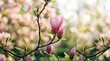 © Svitlana - Pink magnolia petals stretching upward on a budding branch, bright morning highlights and dreamy bokeh conveying quiet hope and spring renewal, elegant floral nature concept for wellness, greeting or