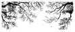 © JakubVectorSketch - Tree branches silhouette set hand drawn intricate organic lines vintage engraving style for nature backgrounds