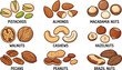 © VectoVerse - Edible nuts vector set, pistachios almonds macadamia walnuts cashews hazelnuts pecans peanuts brazil nuts illustration