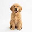 © Animal Png - Happy golden dog sitting and smiling isolated on white background